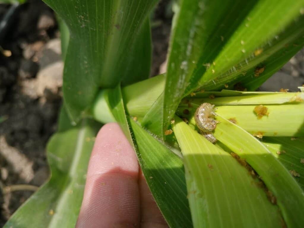 Protegen 370 mil hectáreas de maíz de plagas y enfermedades