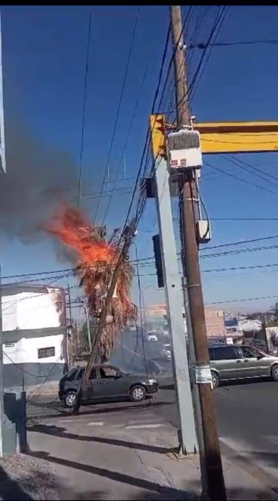 Incendio de palmera en León.