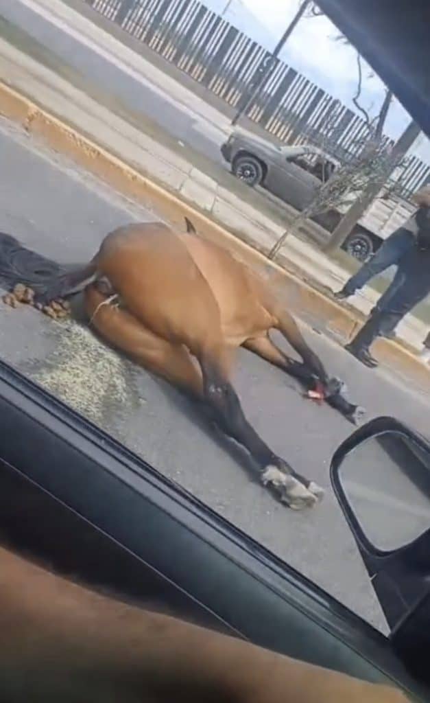 Trágico accidente en León: Caballo muere tras ser impactado por un vehículo