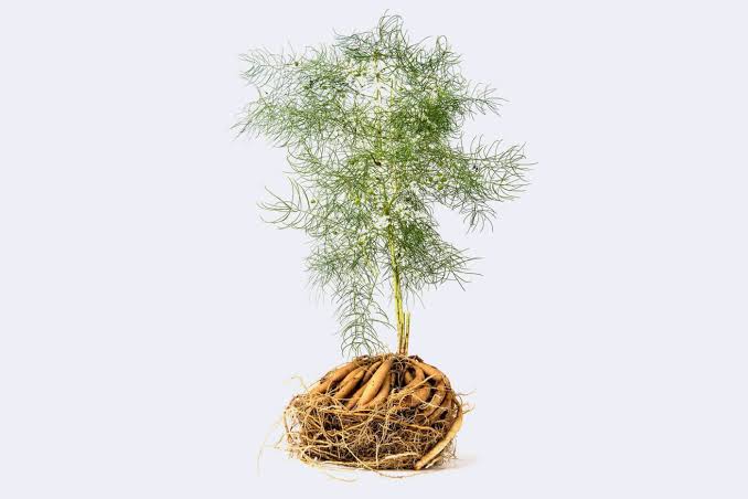 ¿Qué es el shatavari y por qué muchas personas lo están tomando? Conoce sus beneficios y riesgos