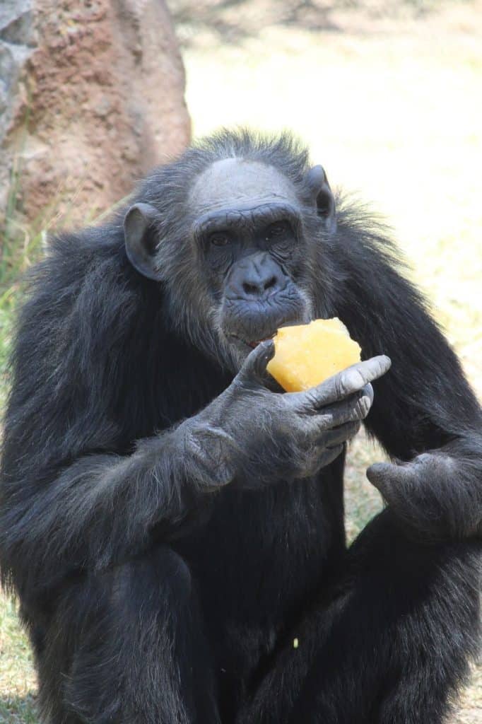 Mono chimpancé comiendo fruta en la naturaleza.