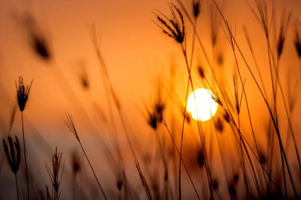 Brillo del sol al atardecer en un campo de trigo, evocando calma y serenidad en la naturaleza.