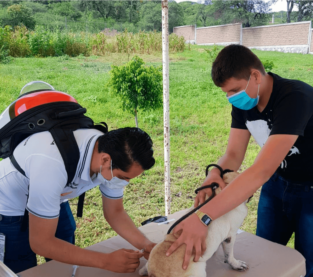 Vacunación canina en área verde con veterinario y joven con mascarilla, cuidado de mascotas.