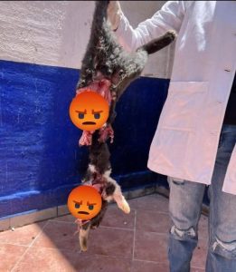 Muñeco, gato muerto, animales, violencia, maltrato animal, animales en peligro, refugio, crueldad animal, protección animal, denuncia maltrato.