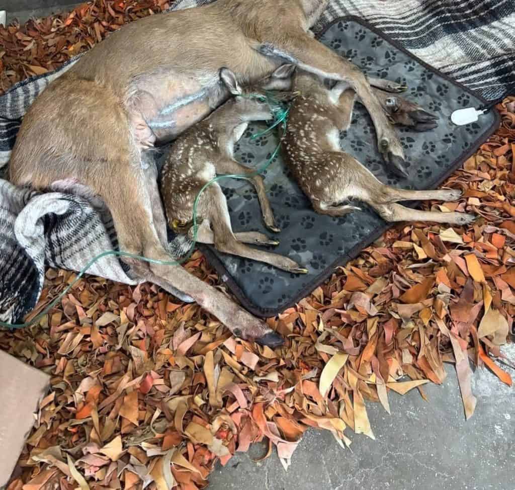 Cachorros de alce con oxígeno, descansando en hojas secas en un ambiente natural.