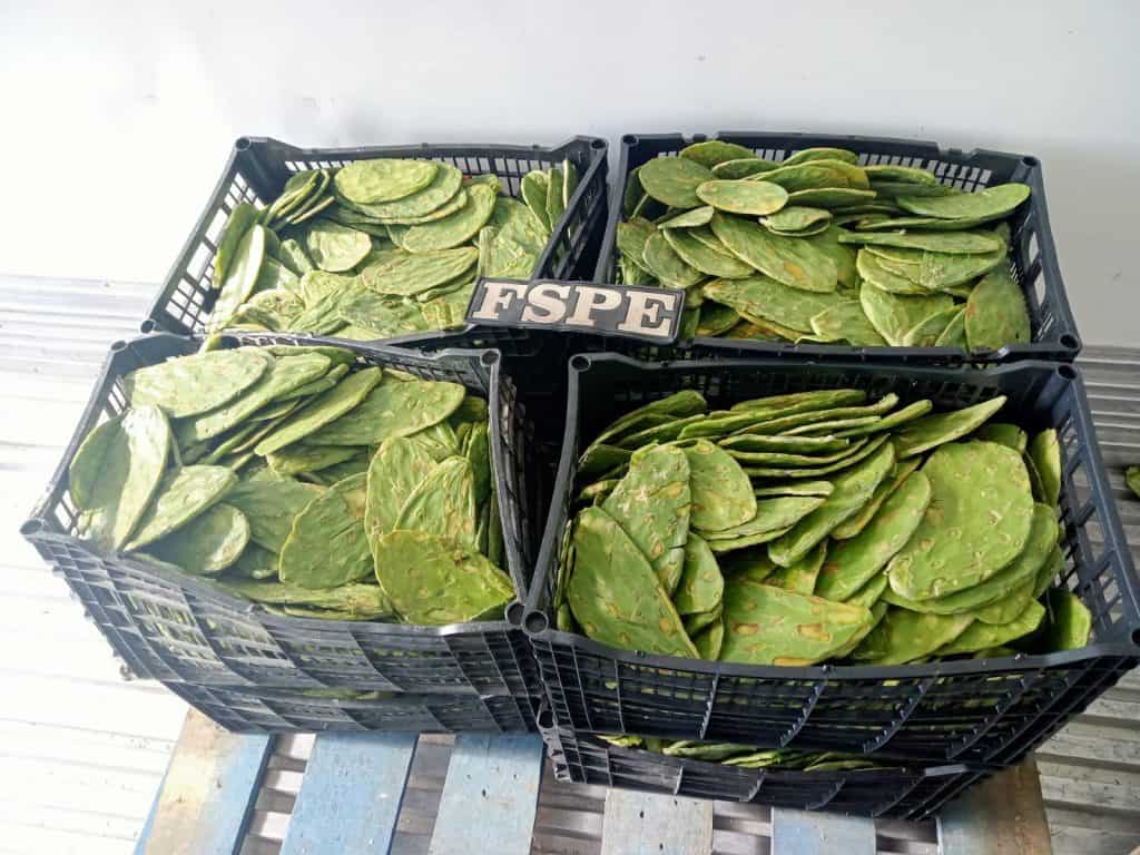 Verdolaga fresca en canastas para venta o consumo en la huerta agríola mexicana.