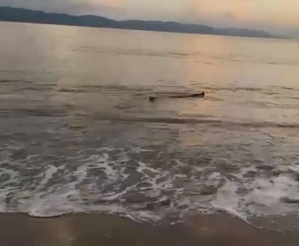 1. Delfín saltando en el mar al atardecer con hermosa vista de la playa y montañas.