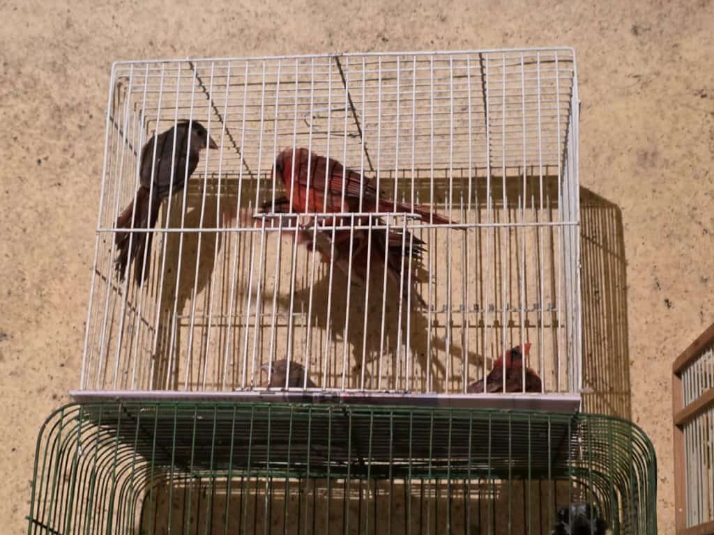 Catean inmueble en Dolores Hidalgo vinculado con venta ilegal de aves; aseguran 253 ejemplares