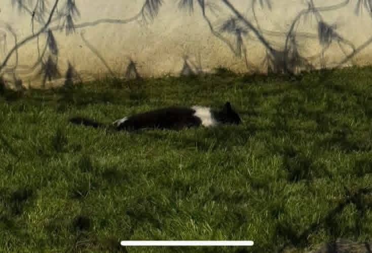 Denuncian envenenamiento de gatos en Lomas de Gran Jardín Gato acostado en césped en jardín con sombra de árbol, escena tranquila y natural.