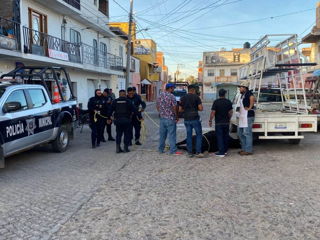 Toros se escapan y provocan pánico en San Felipe; dos fueron sacrificados
