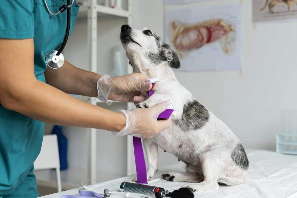 Palabras clave, veterinario canino, revisión de salud perro, consulta veterinaria canina, atención médica a mascotas, cuidados de perros en clínica veterinaria.