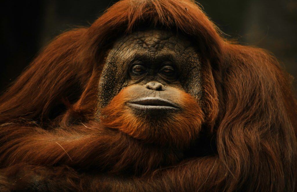 Anciano orangután con melena rojiza, mirada profunda y expresión pensativa en su hábitat natural.