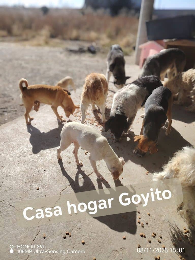 Perros en casa hogar Goyito comiendo croquetas en espacio abierto rural.