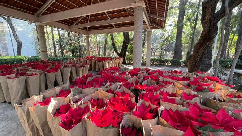 Ramilletes de flores de nochebuena en un evento al aire libre bajo sombra de árboles.