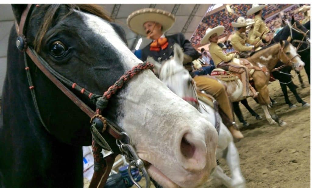Apertura del Lienzo Charro “El Arenal”: San José de Iturbide estrena un recinto que honra la tradición mexicana Caballo en primer plano en una feria con jinetes mexicanos en el fondo.