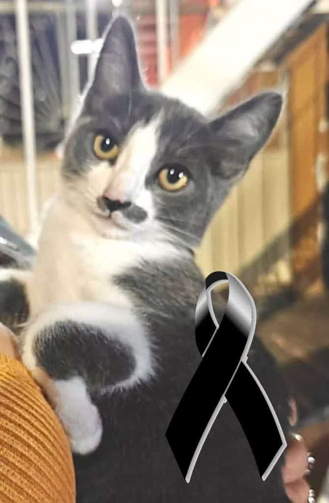 Vinculan a proceso a Gerónimo Yebra por matar brutalmente al gato “Gary”, a quien lanzó a un alambre de púas y golpeó hasta matarlo Azul y gris gato con cinta negra de conciencia de cáncer, símbolo de apoyo y lucha contra esta enfermedad.