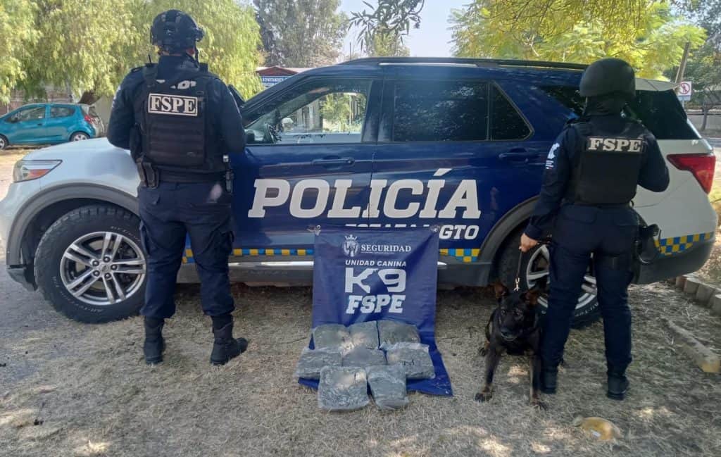 Policía de emergencia con perro antidrogas y kilos de droga, en operativo policial en Gto. Seguridad ciudadana.