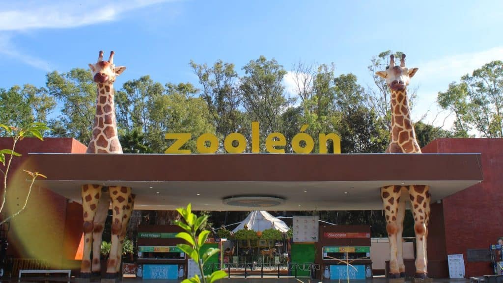 Consejo del Zoológico de León reconoce “excelente” trabajo de Rigoberto Montes tras anunciar su renuncia Cerca de la entrada al zoológico con jirafas y vegetación, lleno de vida y naturaleza.