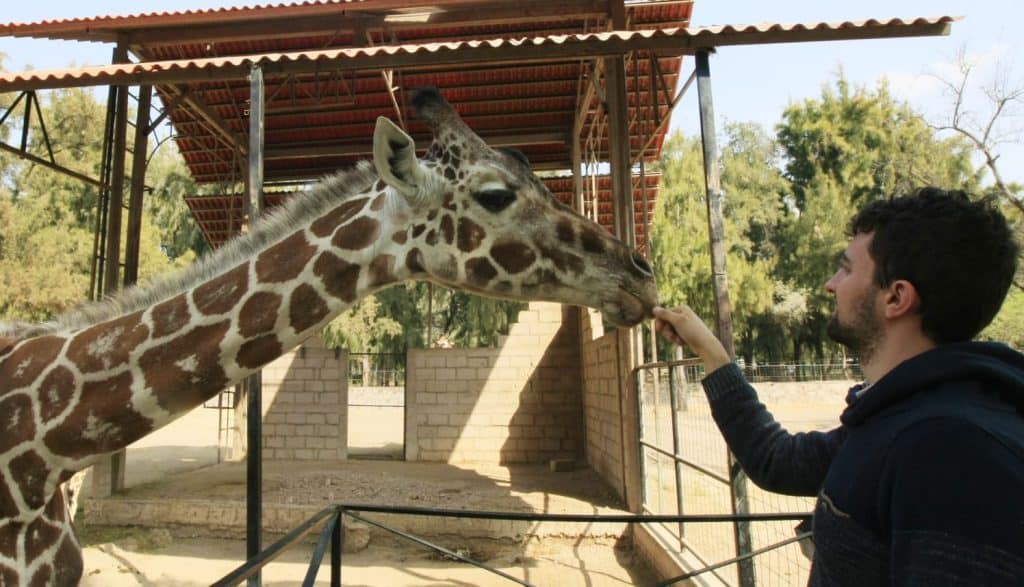 Alt text: Jirafa en zoológico interactuando con visitante, alimentación y animales salvajes.