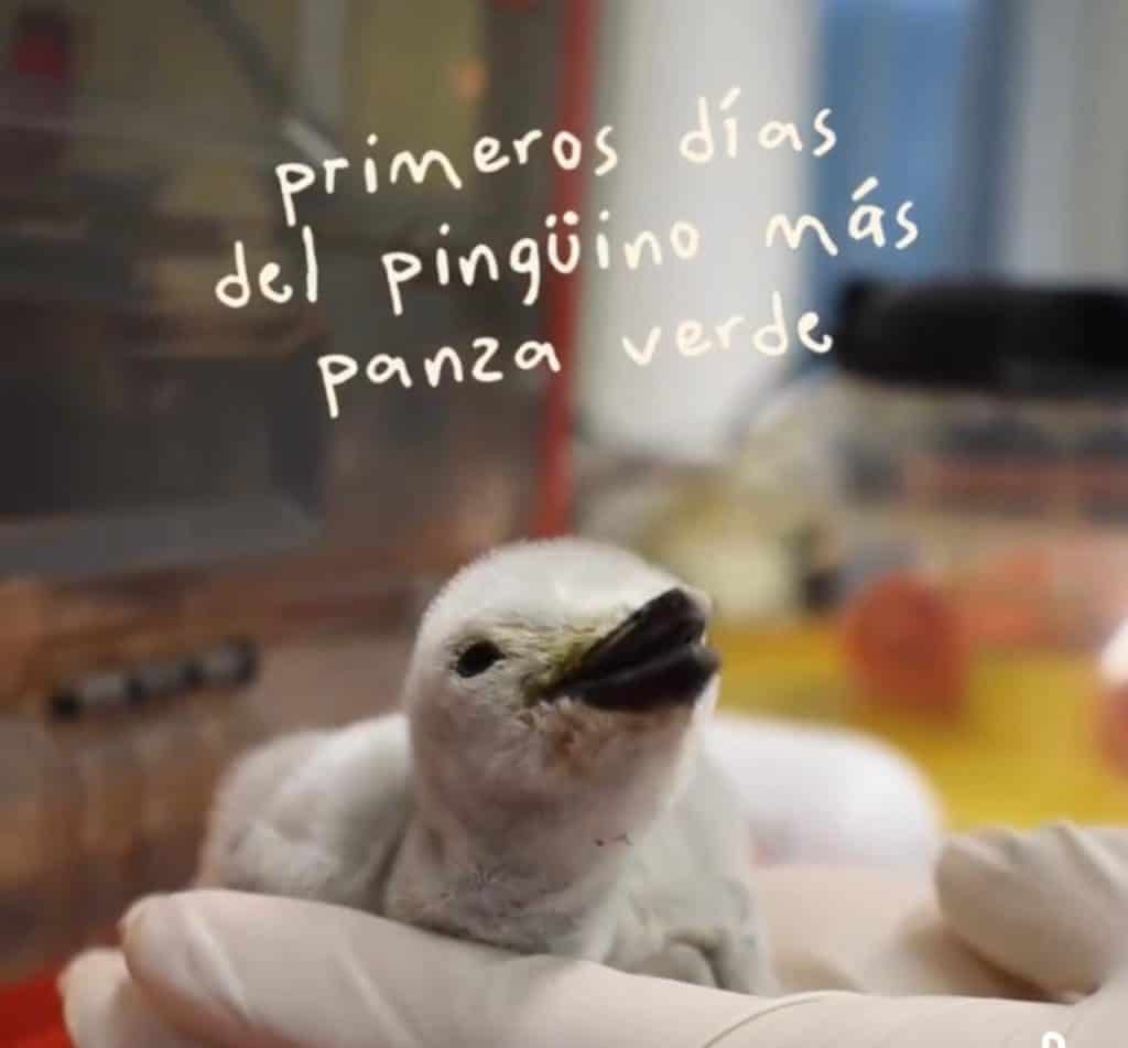 1. Pollito de pinguino bebé en manos humanas en incubadora, cuidado y primeros días.