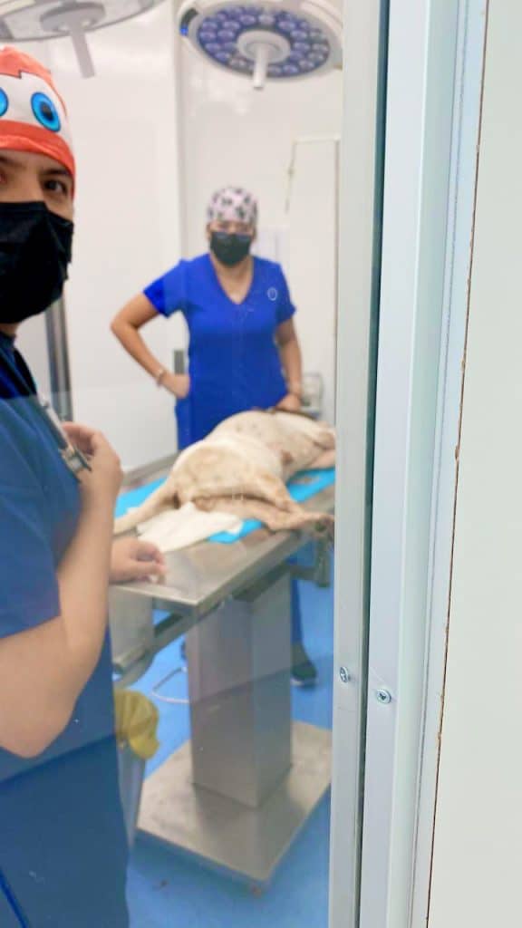 Consultas, estudios clínicos y hospitalización encabezan la demanda en el Hospital de Mascotas León 450 Procedimiento veterinario en clínica para perros, profesionales en atención animal, cuidado y salud, en un entorno hospitalario.