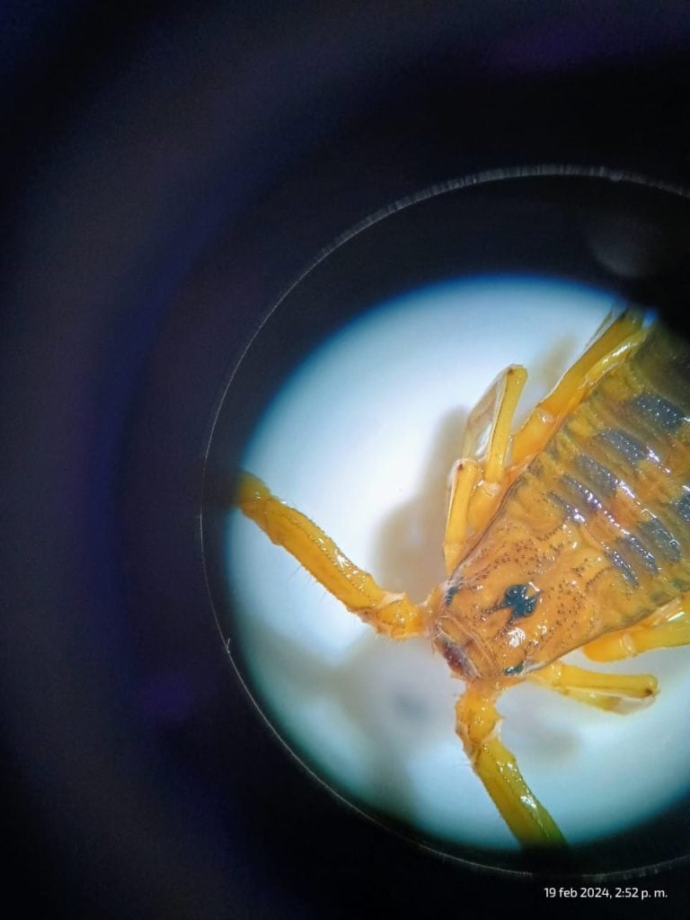 Cangrejo en leche, vista abierta, mariscos frescos, platillo gourmet, ingredientes marinos, presentación culinaria, |.