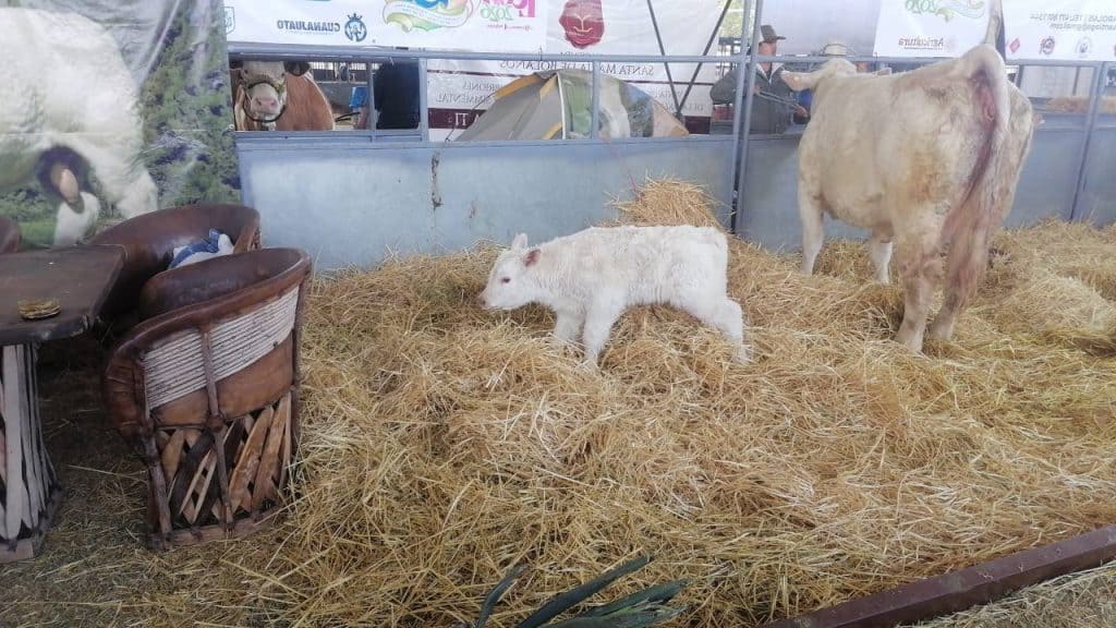 Becerra con ternero en exposición ganadera durante evento en Cuéntame, en Cuentame, México.