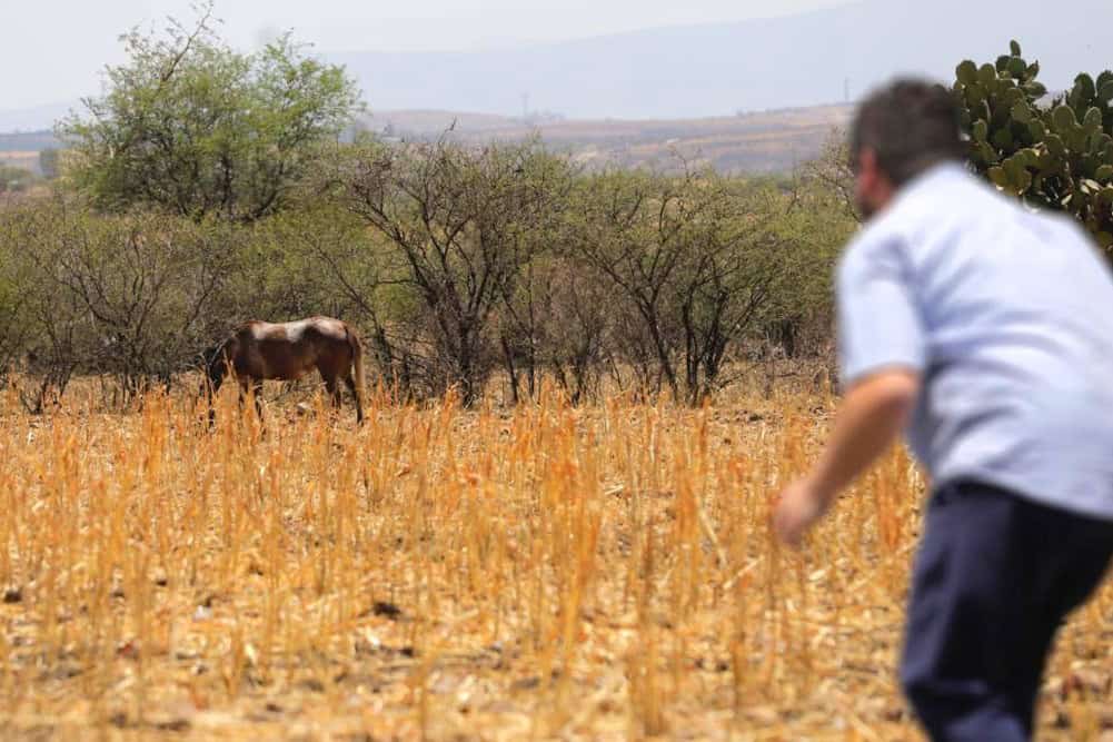 ¡No te calles! Fiscalía de Guanajuato llama a denunciar el abigeato y proteger el patrimonio del campo