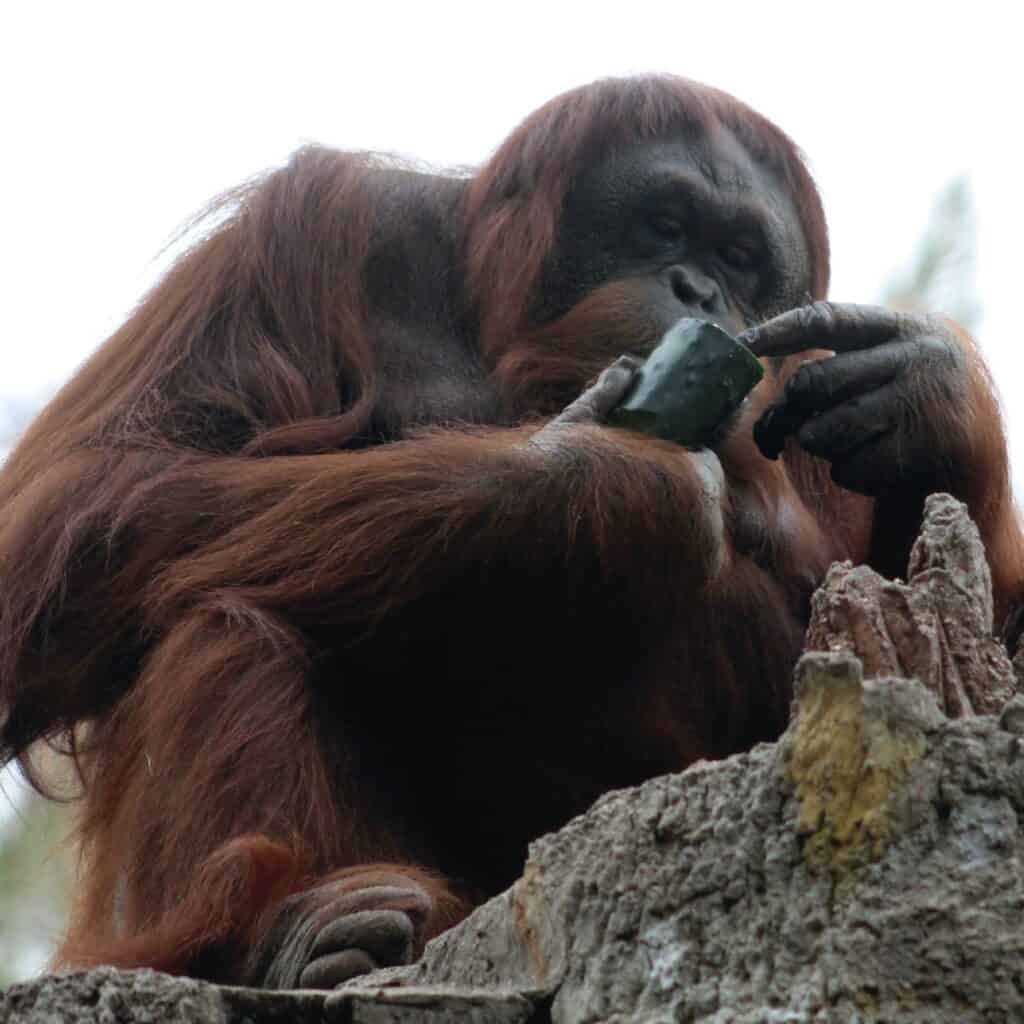 Tang, la orangutana más querida de León, enfrenta delicado estado de salud