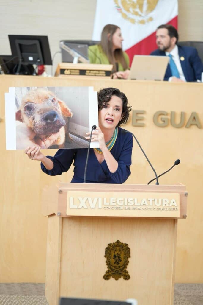 Buscan castigar con más fuerza la crueldad animal en Guanajuato; proponen sanciones más severas