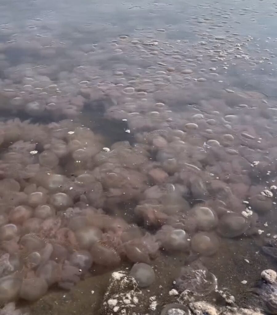Invasión de medusas sorprende en el Istmo de Tehuantepec; pescadores reportan afectaciones
