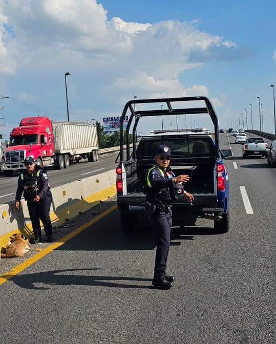 Rescatan a perrita gravemente atropellada en la carretera Silao–Guanajuato; lucha por sobrevivir