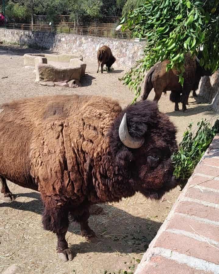 Muere bisonte americano tras sufrir graves lesiones en el Zoológico de León