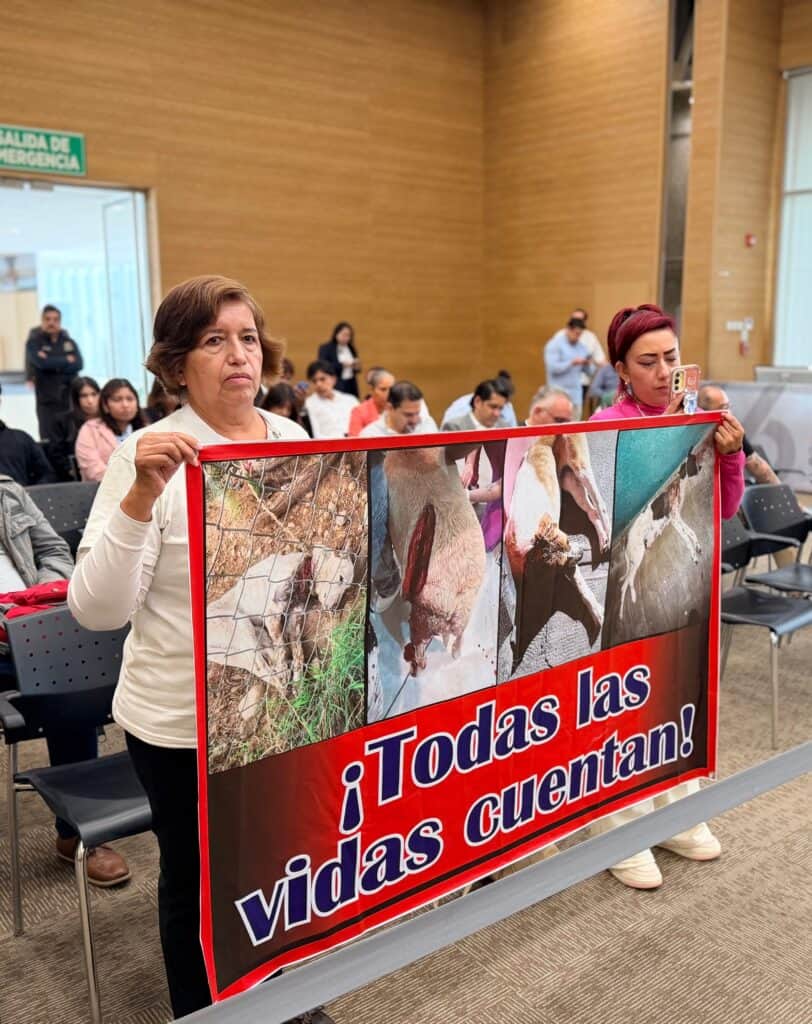 Salamanca tendría hasta 15 mil animales en situación de calle; piden campañas permanentes contra el maltrato