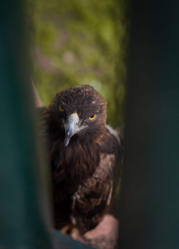 ¡Podrás ver águilas, búhos y halcones de cerca! Zoo León estrena experiencia interactiva para toda la familia