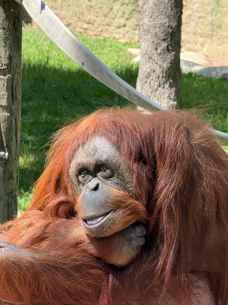 Celebrarán este viernes los 42 años de TANG, un símbolo del bienestar animal en el ZooLeón