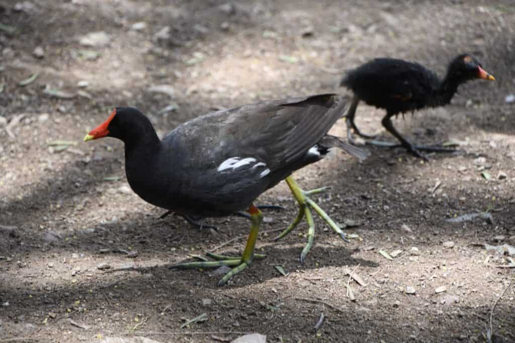 Parque Cárcamos, un oasis de vida en León: observan aves con sus crías y confirman la buena salud del ecosistema