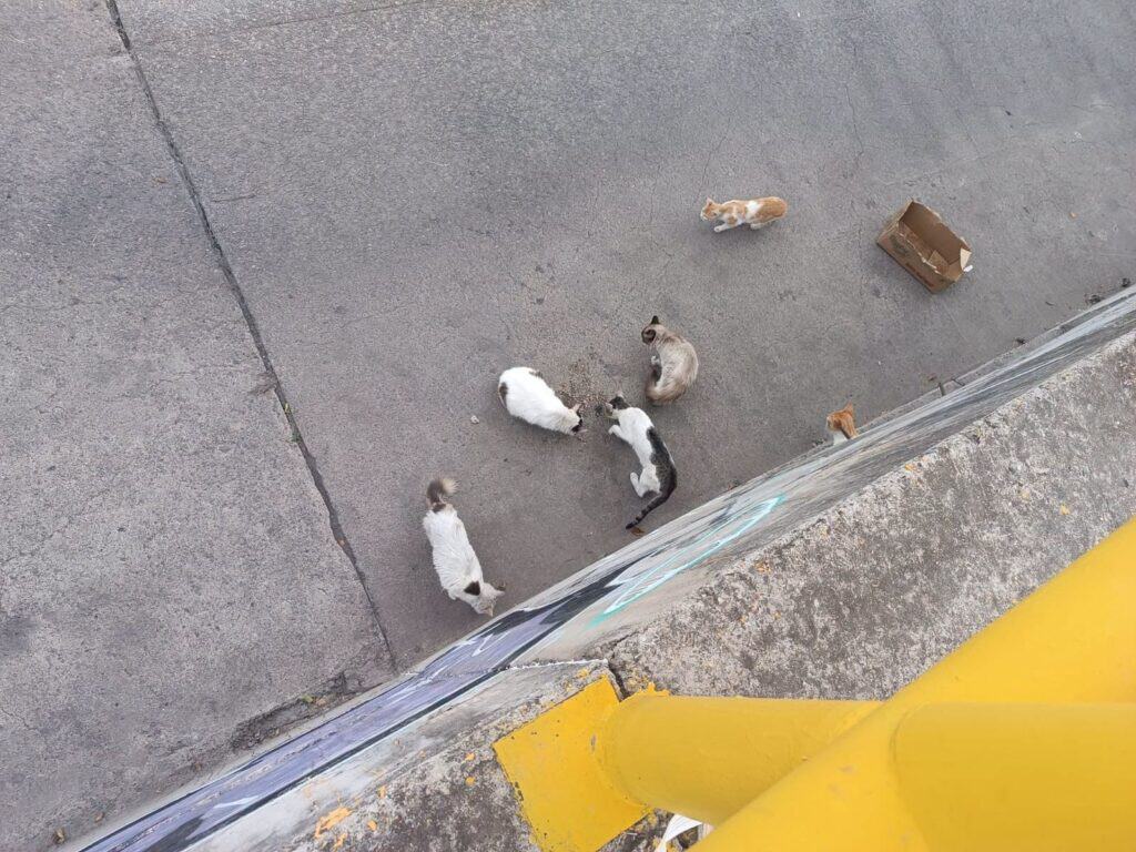 Lluvias ponen en riesgo a colonia de gatos que vive en un río de León; piden ayuda ciudadana para rescatarlos