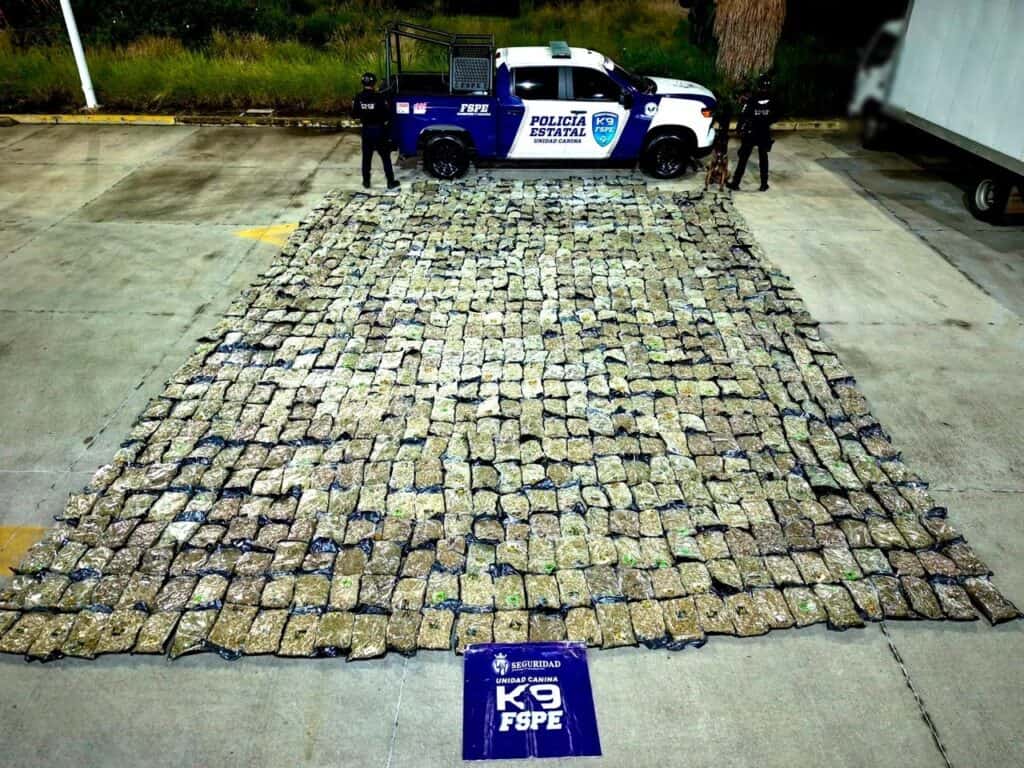 Perro K9 detecta más de media tonelada de presunta marihuana en paquetería de León