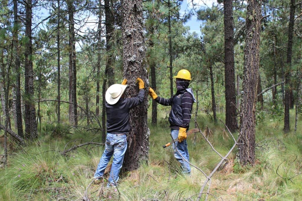 PAN propone estrategia para proteger los árboles de Guanajuato contra el muérdago