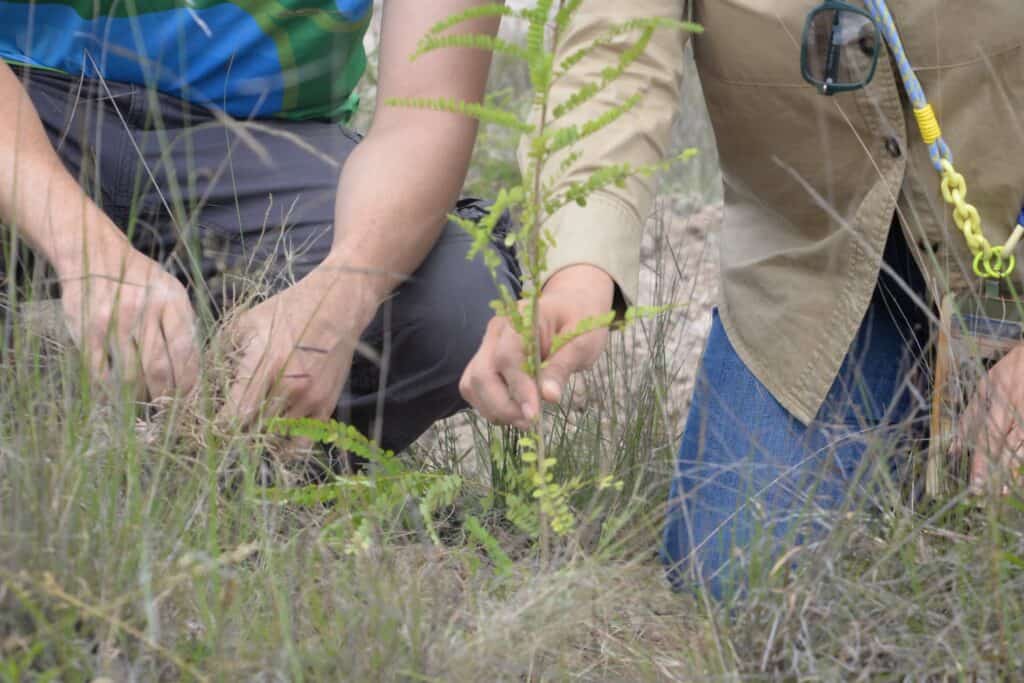 Jóvenes de Guanajuato se convierten en aliados de la naturaleza con reforestación de 750 árboles