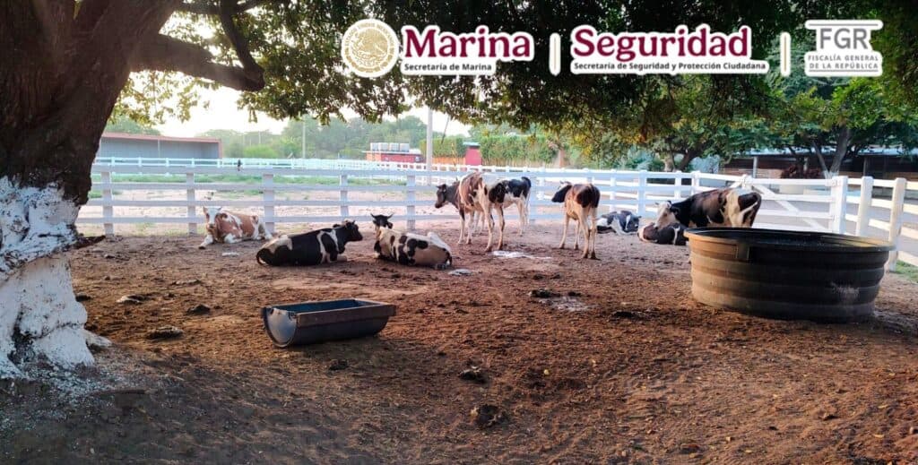 Aseguran 135 animales exóticos y 68 mil litros de diésel durante operativo en Tamaulipas