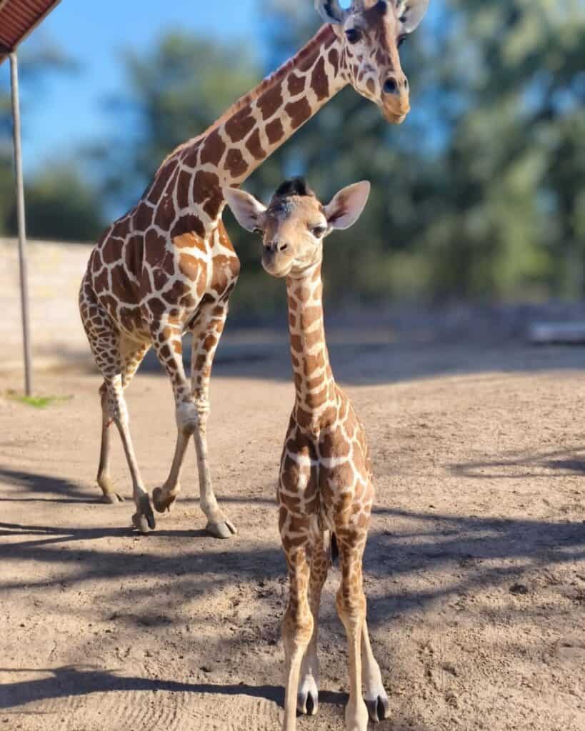 ¡Hay nuevos habitantes en ZooLeón! Nacen 29 ejemplares, incluidos animales en peligro de extinción
