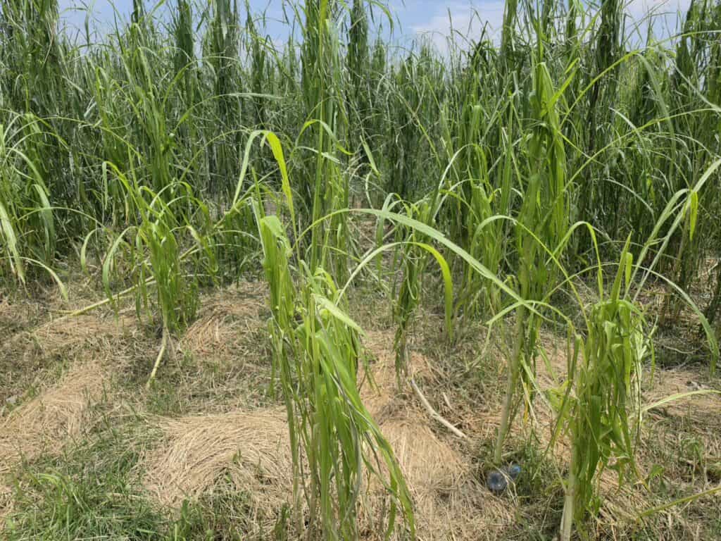 Lluvias dañan cerca de 4 mil 900 hectáreas de cultivos en Pénjamo; productores podrán acceder a seguro estatal