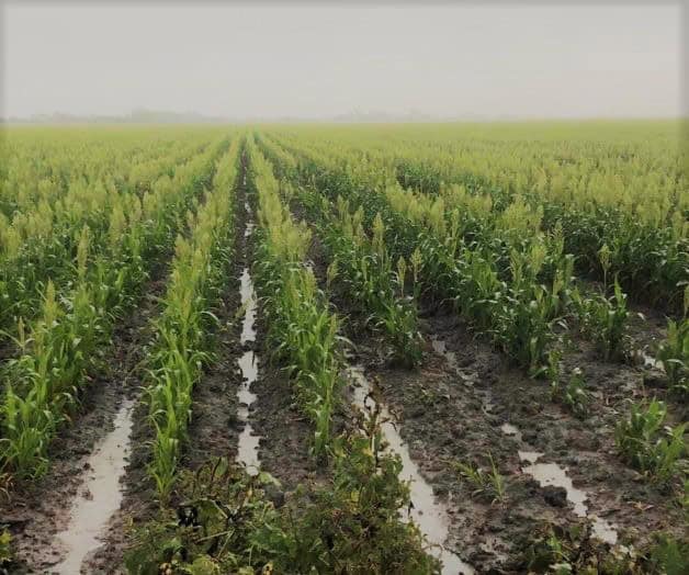Lluvias dejan 10 mil hectáreas afectadas en Guanajuato; Pénjamo concentra los mayores daños